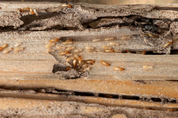 Best Best Pest Control Companies  in Perkasie, PA